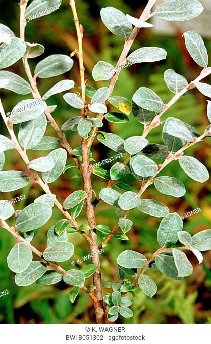 Creeping willow (Salix repens), branch, Germany