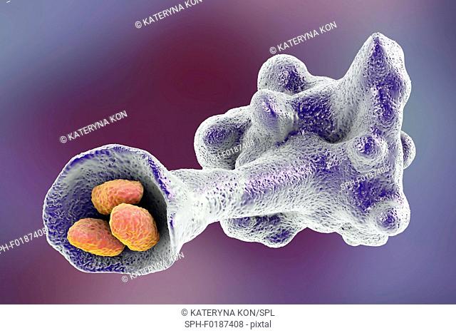 Parasitic Amoeba protozoan engulfing bacteria, computer illustration. The amoeba will engulf and digest the prey in a process called phagocytosis