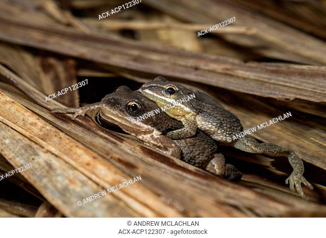 Chorus Frogs (Pseudacris triseriata) in amplexus, Cookstown, Ontario, Canada