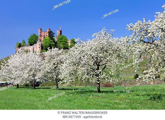 Schloss Ortenberg and blossoming fruit trees, near Offenburg, Black Forest, Baden-Württemberg, Germany