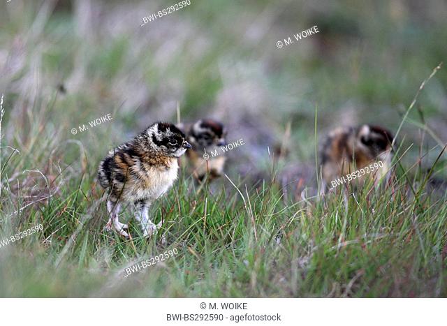 Rock ptarmigan, Snow chicken (Lagopus mutus), chicks in grass, Iceland, Snaefellsnes