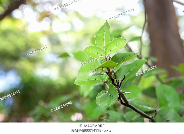 Zanthoxylum nitidum(Roxb.) DC., Herbal Medicine