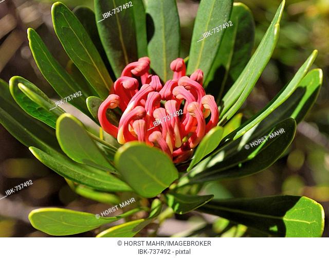 Tasmanian Waratah (Telopea truncata) native to southeastern Australia, Cradle Mountains, Tasmania, Australia