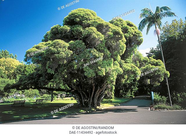 Botany - Myrtaceae - Paperback Tree (Melaleuca linearifolia)