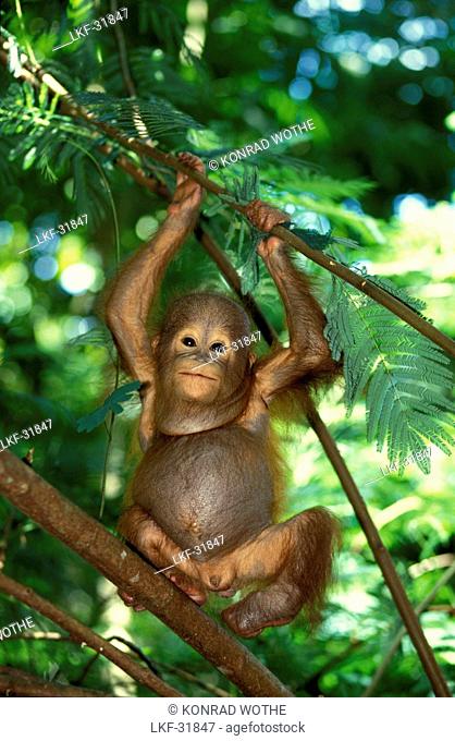 One Orangutan baby, Pongo Pygmaeus, Gunung Leuser National Park, Sumatra, Indonesia, Asia