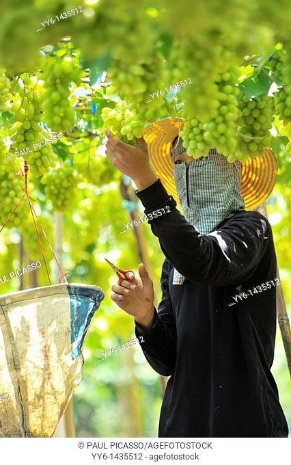 Harvesting white malacca grapes, floating vineyards of samut sakhon and ratchaburi, grapevines on islands seperated by canals, thailand