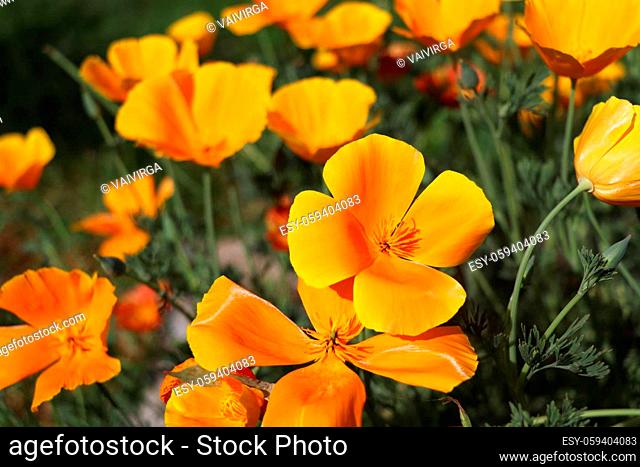Yellow flowers of eschscholzia californica or golden californian poppy, cup of gold, flowering plant in family papaveraceae. Selective focus