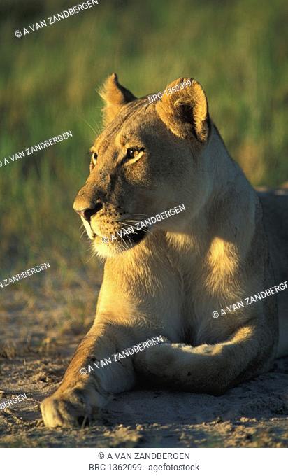 Mammal, Lion, Zimbabwe Hwange National Park