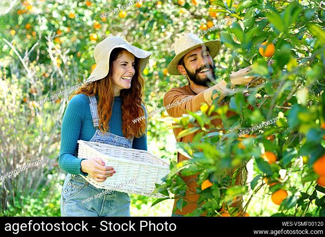 Happy couple picking organic oranges from a tree in the countryside