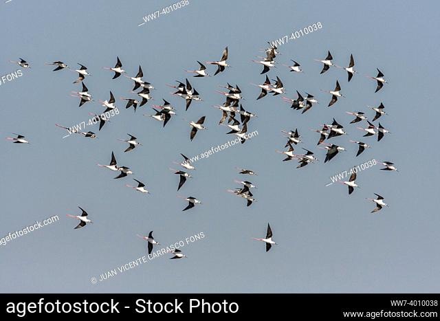 Black winged Stilts ( Himantopus himantopus ) group in flight
