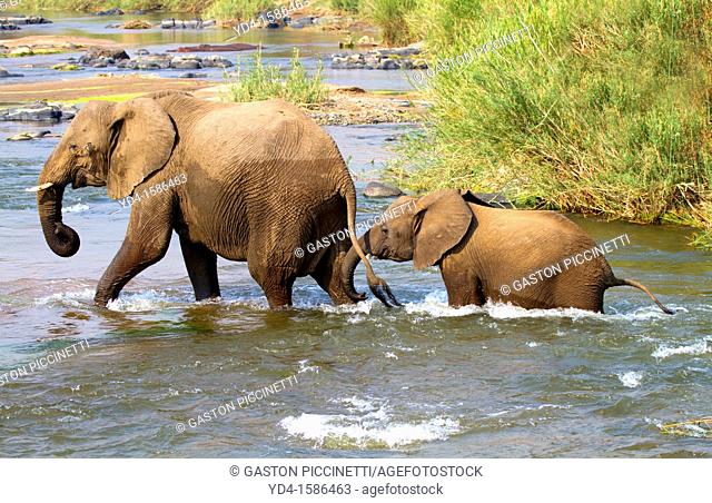 African Elephants Loxodonta africana- Mother and Young, crossing the river, Olifants River, Kruger National Park, South Africa