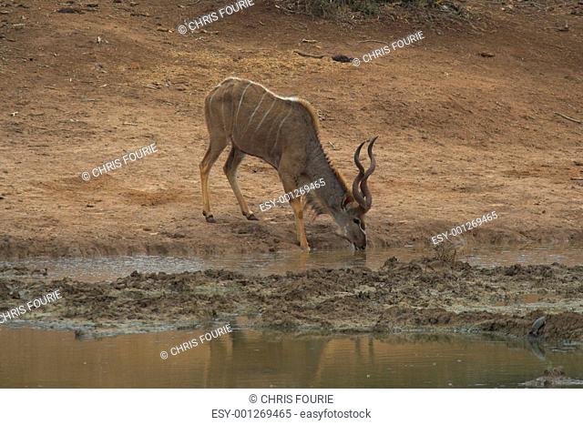 Kudu Male Drinking water