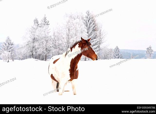 Dark wrown and white horse slovak warmblood breed stands on snow field in winter, blurred trees background