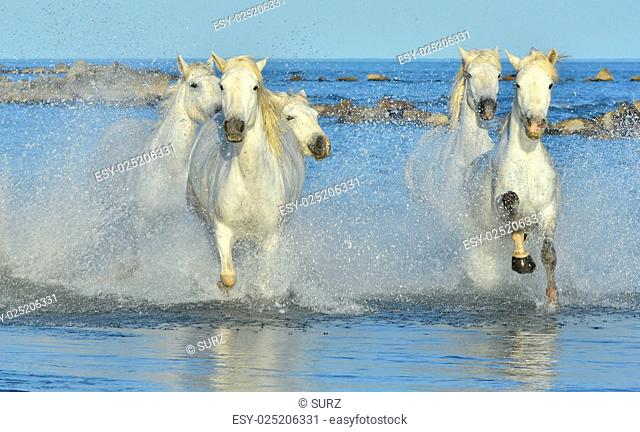 Running White Horses of Camargue