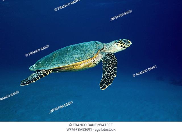 Hawksbill Turtle, Eretmochelys imbricata, Indian Ocean, Maldives