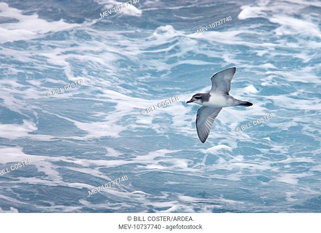 Antarctic Prion - In flight over sea (Pachyptila desolata)