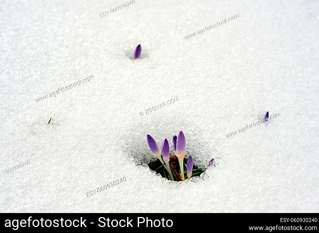 purple crocus melting snow in spring