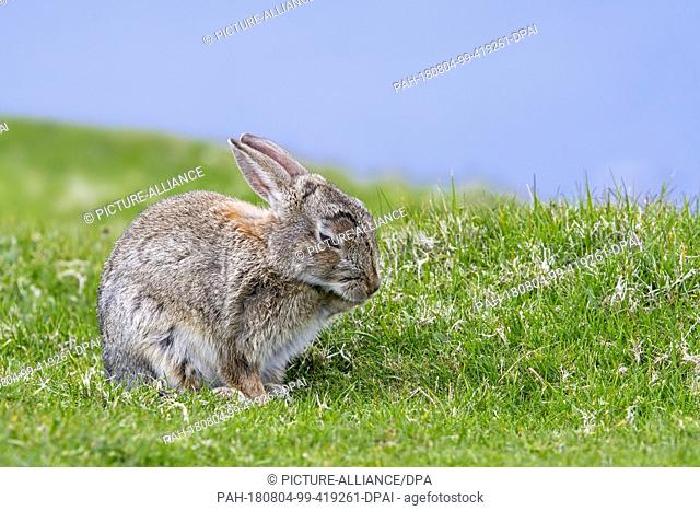 12 July 2018, Scotland: A European rabbit (Oryctolagus cuniculus) sits on a meadow.- NO WIRE SERVICE - Photo: Philippe Clément/dpa