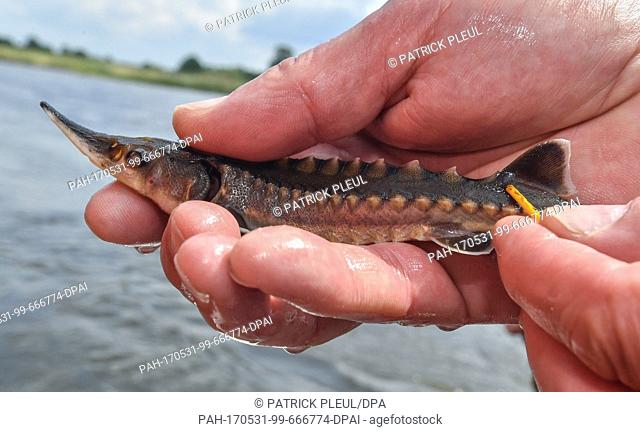 A young sturgeon with a mark is held up at the Oder river in Lebus, Germany, 31 May 2017. 40 students released 100 young sturgeon into the Oder river