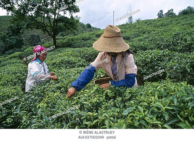 China - Yunnan - Xishuangbanna - Menghai - Tea plantation - Gatherers