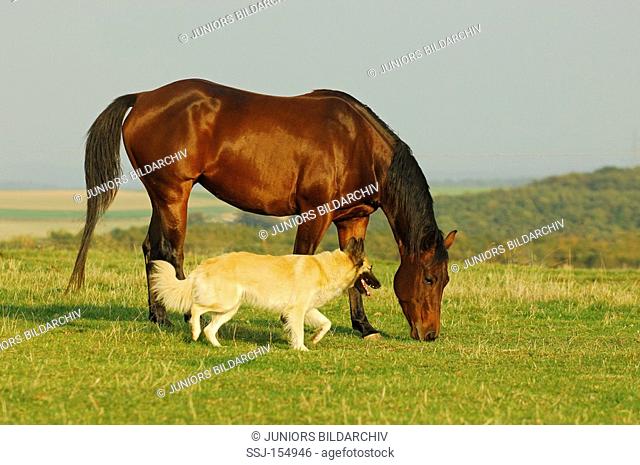 animal friendship : Quarter Horse and dog - running on meadow