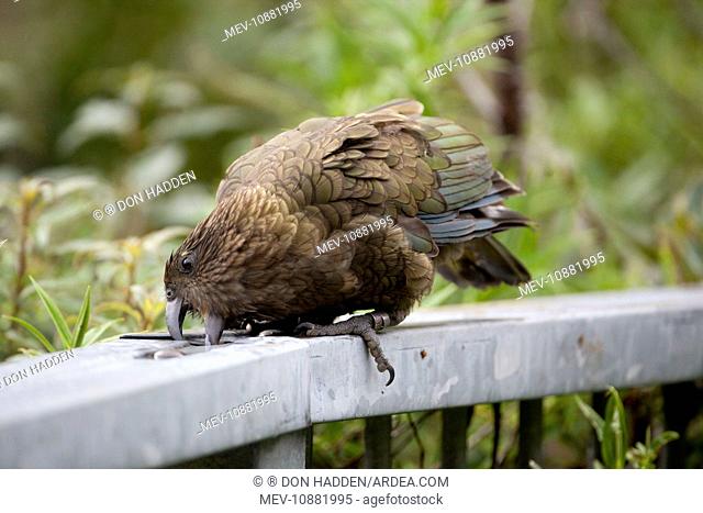 Kea - attempting to drink from a remnant of water in the top of a fence at a lookout above the Otira Gorge (Nestor notabilis)