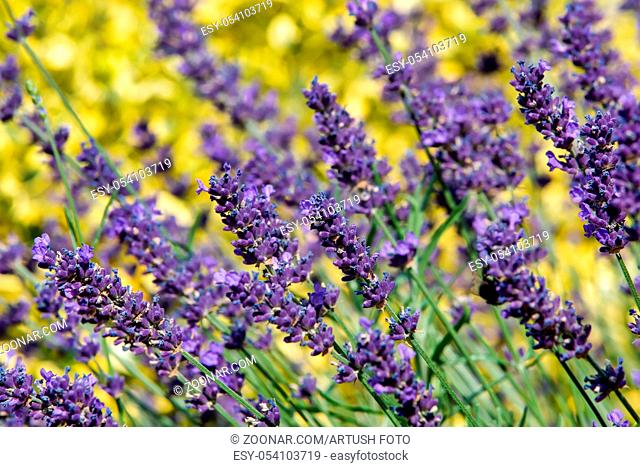 summer lavender flowering in garden, close up with shallow focus. Summer background