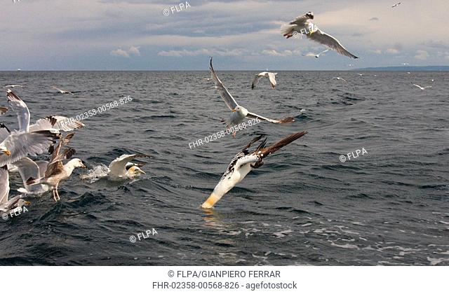 Northern Gannet Morus bassanus adult, feeding, diving for fish, amongst seagull flock, Bass Rock, Firth of Forth, Scotland, june