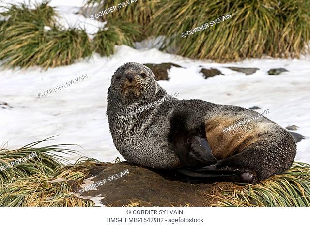 Antarctic, South Georgia Island, Prion Island, South American Fur Seal (Arctocephalus australis)