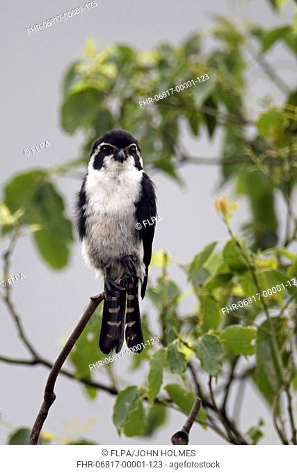 Pied Falconet Microhierax melanoleucos adult male, perched in camphor tree, Wuyuan County, Jiangxi, China, june