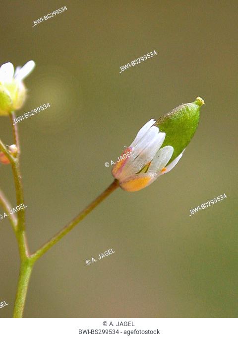 Spring draba, Shadflower, Nailwort, Vernal whitlow grass, Early witlow grass, Whitlow-grass (Erophila verna, Draba verna), flower with young fruit, Germany
