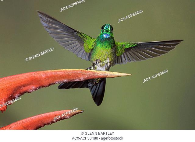 Green-crowned Brilliant (Heliodoxa jacula) feeding at a flower while flying in the Milpe reserve in northwest Ecuador