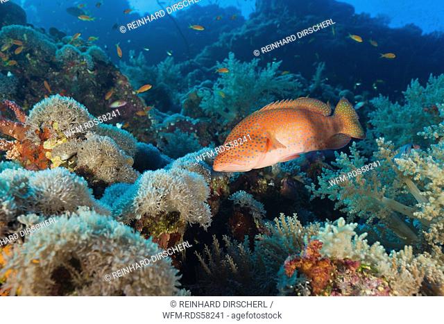 Coral Grouper, Cephalopholis miniatus, Ras Mohammed, Sinai, Red Sea, Egypt