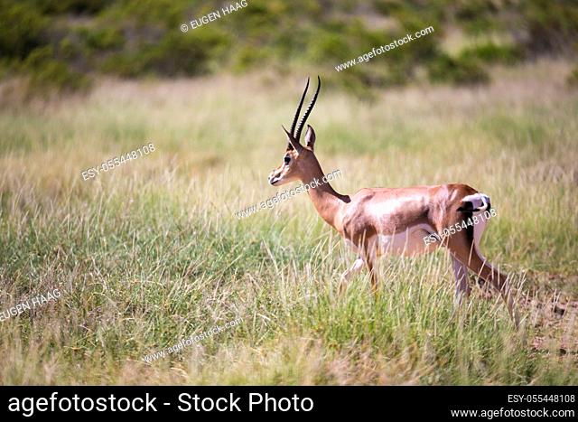 Gazelle vertebrate Stock Photos and Images | agefotostock