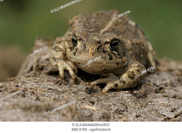 Juvenile Natterjack toad on a dried out cow-dung