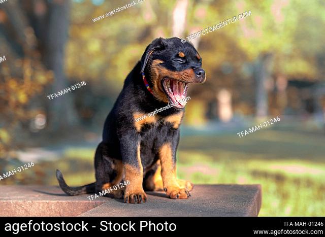 sitting Rottweiler Puppy