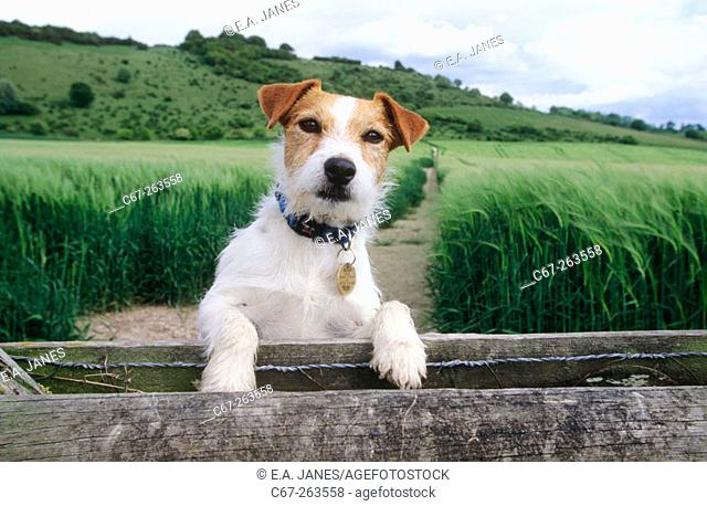 Jack Russel terrier. Chiltern countryside. Buckinghamshire. England