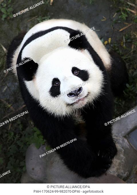 HANDOUT - A handout picture dated 07 June 2017 shows the giant panda ""Jiao Qing"" (Little treasure) in breeding station in Chengdu