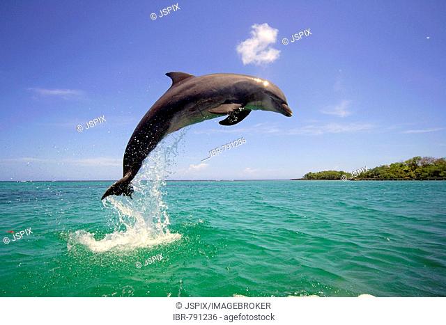 Bottlenose Dolphin (Tursiops truncatus) leaping out of the water, Caribbean, Roatán, Honduras, Central America