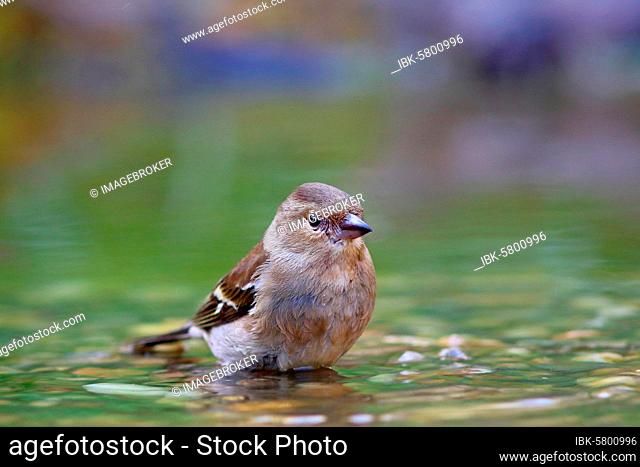 Common chaffinch (Fringilla coelebs) Female bathing in shallow water, Solms, Hesse, Germany, Europe