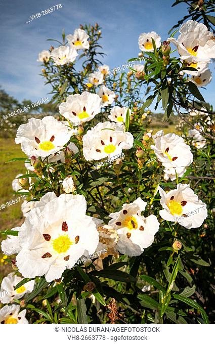 Gum rockrose (Cistus ladanifer) blossoming. Sierra de San Pedro. San Vicente de Alcántara. Badajoz province. Extremadura. Spain