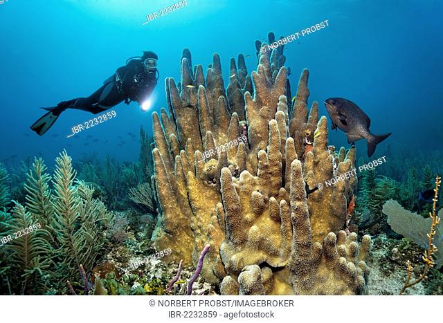 Scuba diver looking at a pillar coral (Dendrogyra cylindrus) and Bermuda or Yellow Chub (Kyphosus sectatrix/incisor), Republic of Cuba, Caribbean Sea, Caribbean