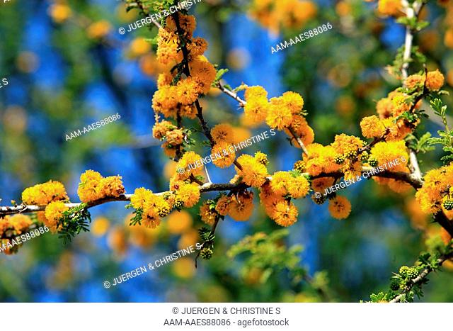 Roman Cassie, Espino Cavan blooming (Acacia cavan) Chile & Argentina, South America