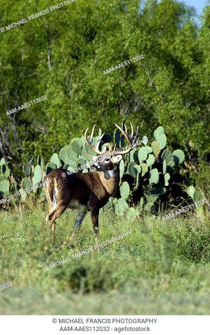 White-tailed Deer (Odocoileus virginianus) alert buck during fall in cactus Santa Margarita Ranch Cotulla, Texas