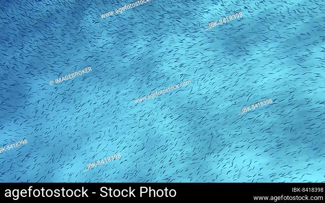 Massive school of small fish swims over sandy bottom background. Shoal of Silver-stripe round herring, slender sprat, or Kibinago minnow (Spratelloides...