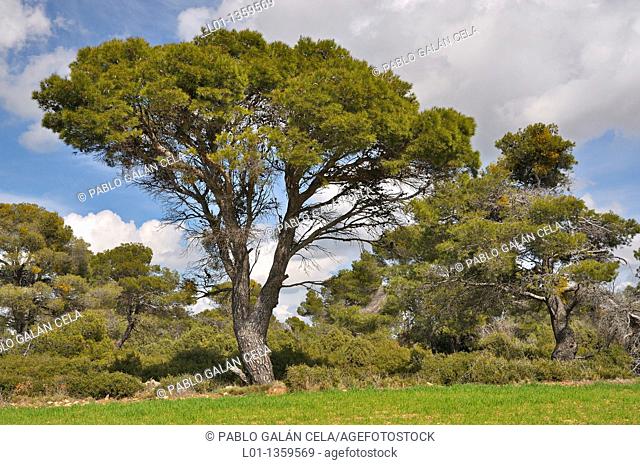 Pino carrasco Pinus halepensis