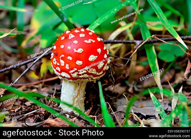 Beautiful red fly agaric in green grass close up