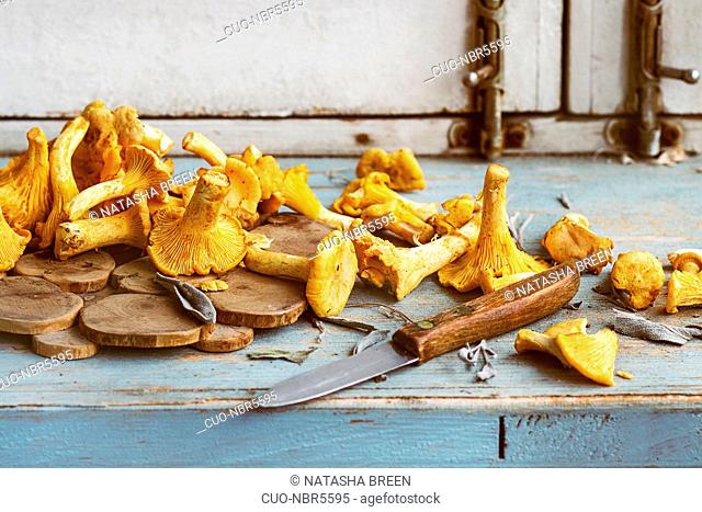 Raw uncooked Chanterelles forest mushrooms on blue white wooden kitchen table with garlic and knife. Rustic style, day light, copy space