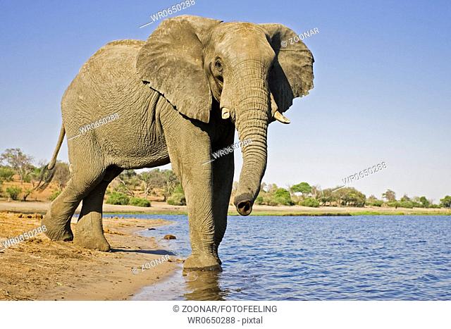 Afrikanische Elefant Loxodonta africana am Chobe Fluss, Chobe River, Chobe-Nationalpark, Botswana, Afrika, African Elephant at Chobe River, Chobe NP, Africa
