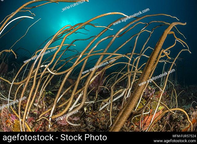 Whip Corals, Junceella fragilis, Cenderawasih Bay, West Papua, Indonesia